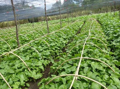 芥末的原料是芥菜吗,芥末的原材料图片大全