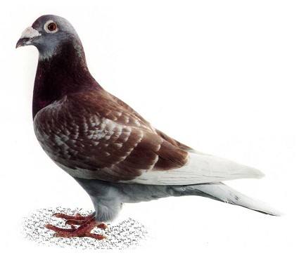 赛鸽归巢怎么恢复疲劳,怎么消除赛鸽的疲劳