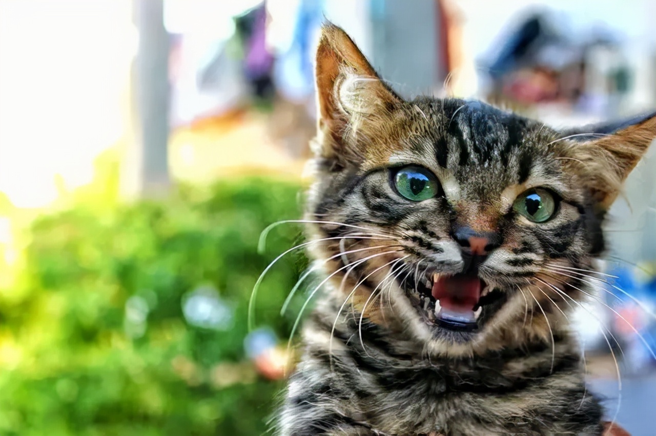 有哪些品种的猫咪性格特别黏人,各种猫咪性格特点