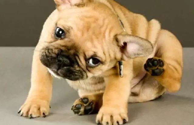 带猫做绝育猫会恨主人吗,女人带狗狗做绝育手术