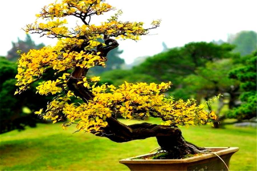 黄杨盆景怎么养才能养好,养盆景诀窍想知道吗