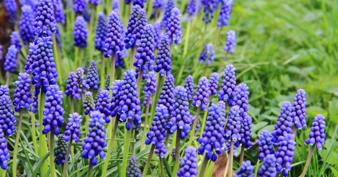 葡萄风信子盆栽在户外,葡萄风信子可以家养吗