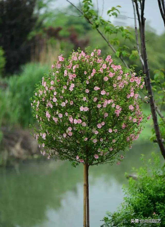 小木槿花施肥多了黄叶子怎么办,阳台绿植开花