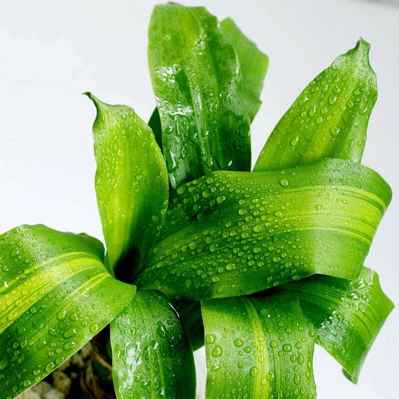 盆栽巴西木叶子长得慢,盆栽巴西木能养活吗