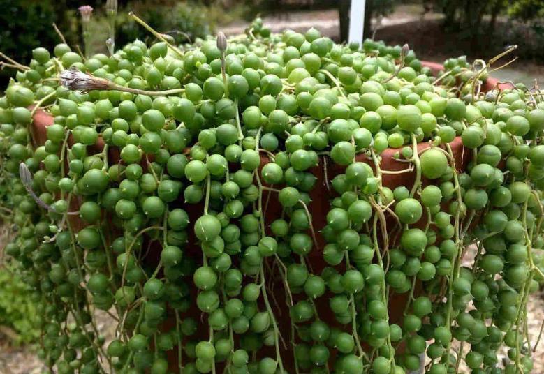 佛珠吊兰怎么养能爆盆,佛珠吊兰怎么养才能更旺盛