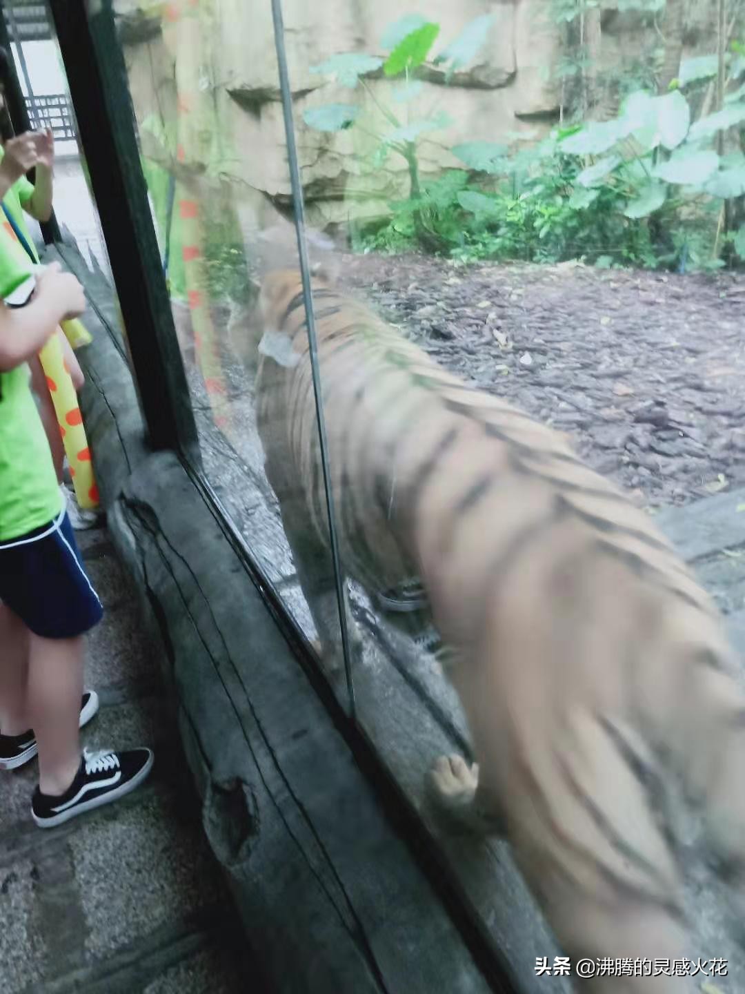 长隆野生动物世界旅游,感受热带南国风景