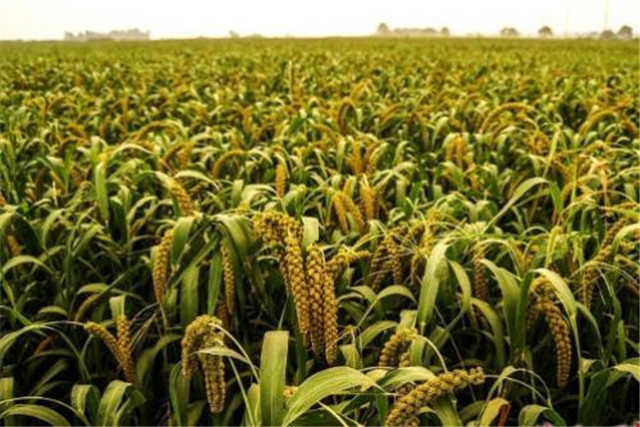 谷子生产技术指南,谷子机械化种植全过程视频