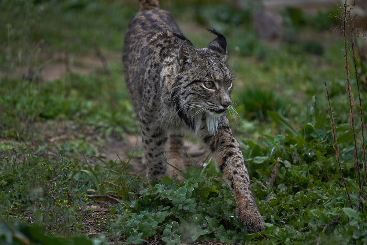 伊比利亚猞猁vs欧亚猞猁,伊比利亚猞猁为什么会濒危