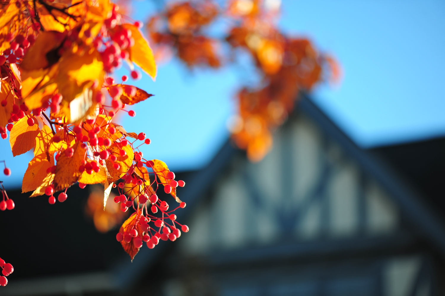 #植物鉴赏#秋日有惊喜，又好看又好吃——水榆花楸，韩国的？