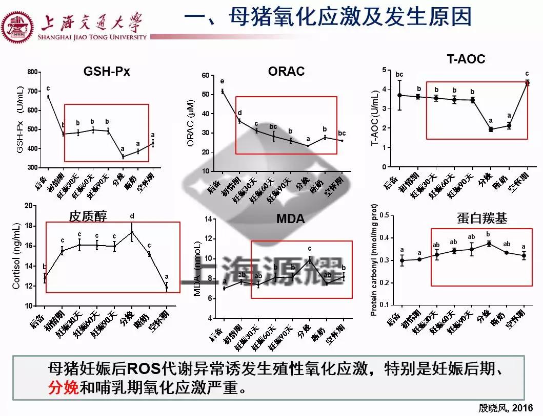 上海交大徐建雄教授直播课笔记：母猪氧化应激与营养调控
