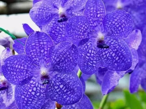 世界各国的国花集锦惊艳,世界各国国花大全