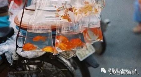 京巴狗与西藏狗,京巴犬和西班牙獒