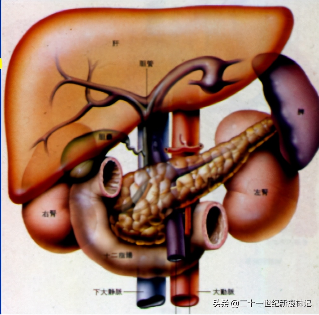 性命之谜(廿四)脾脏:五脏中的小透明,却有大名鼎鼎的神灵代表