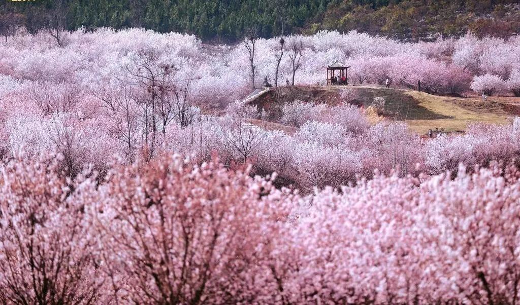 徐州清明假期旅游攻略,徐州春天去哪里旅游好