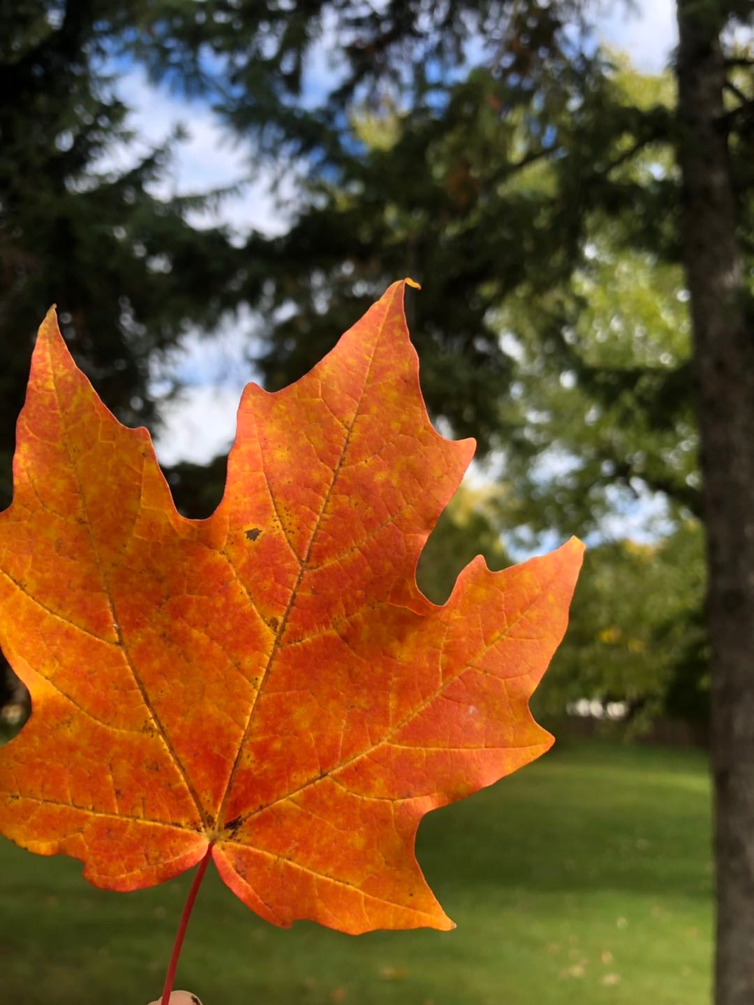 想去加拿大留学找哪个中介可靠,去加拿大留学中介费用一般是多少
