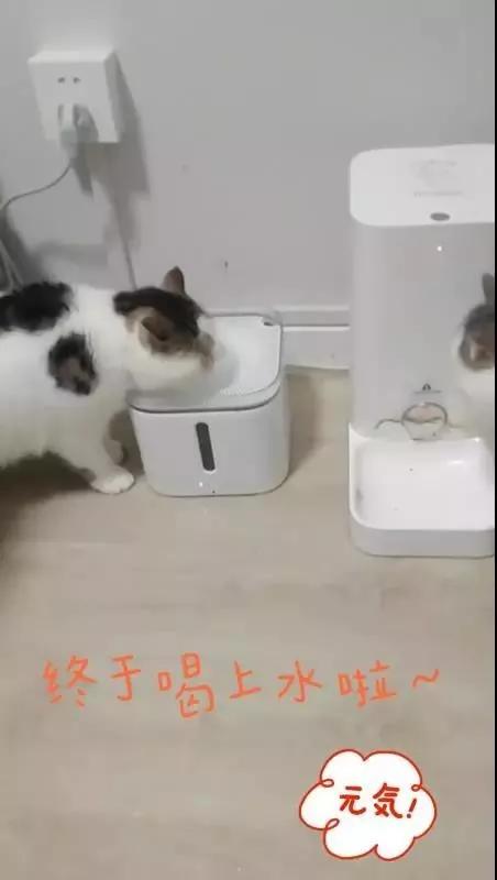 美团饿了么叮咚上海竞争,美团叮咚暂停服务