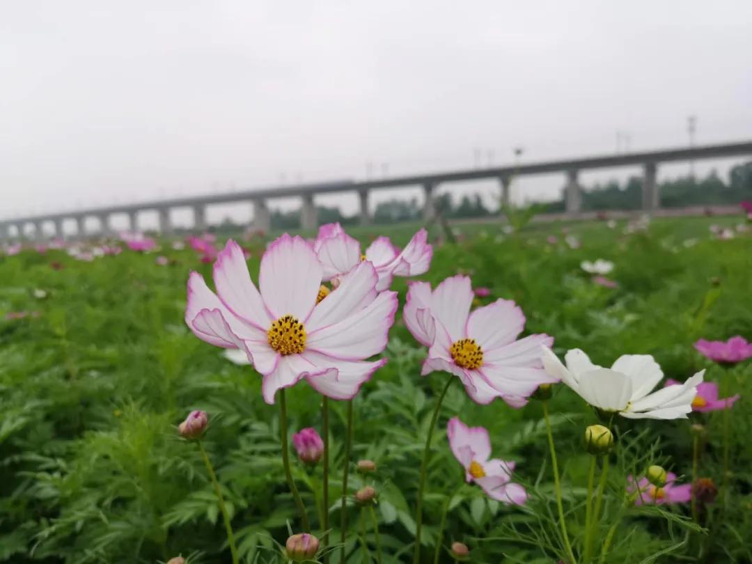 百亩花海竞相开放视频,余杭径山花海