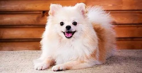 在家给狗狗做检测,成年狗狗体检项目做哪些