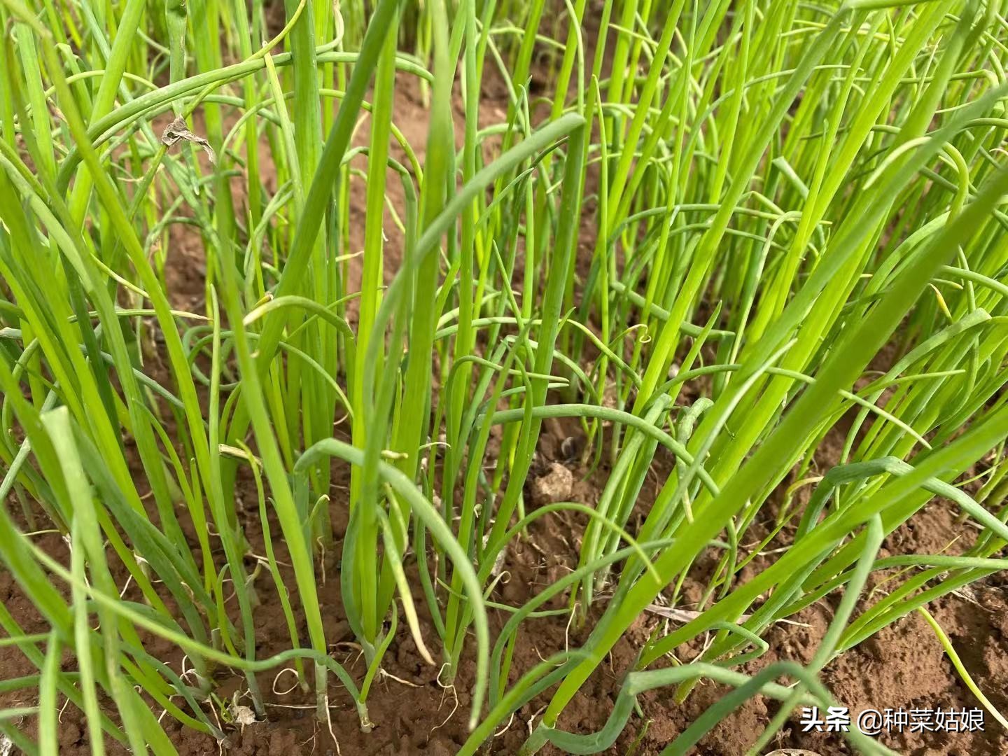 小葱种植方法和几月撒种,小葱种子什么时间播种最佳