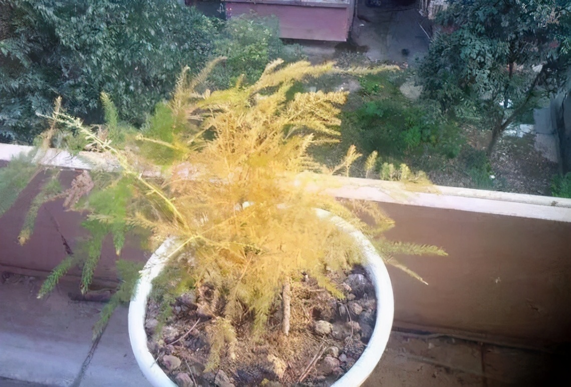 文竹的养护和注意事项,冬天文竹黄叶怎么补救最佳方法