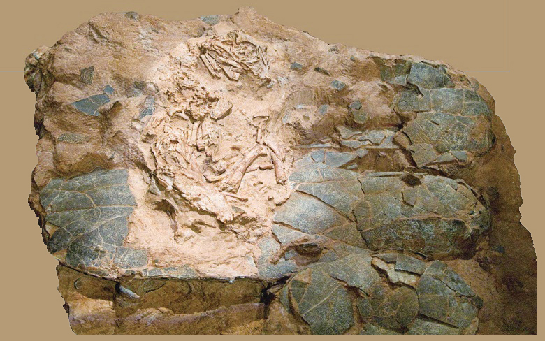 恐龙蛋化石里面有恐龙基因吗,关于恐龙蛋和恐龙化石的科普