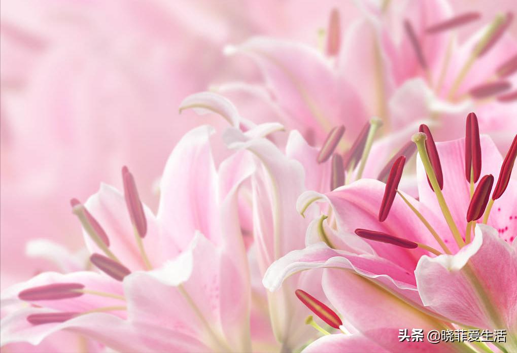 哪些花气味有毒不能养,哪10种花有毒