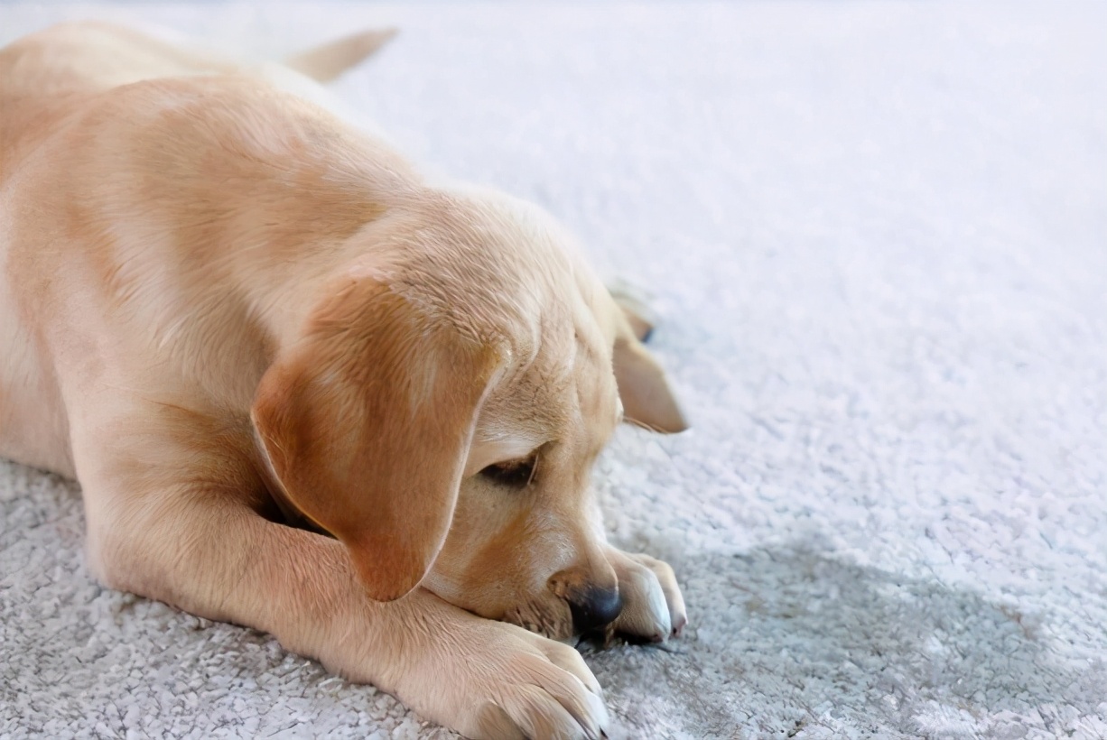 狗舔人为什么还时不时轻咬几下,狗舔人脏不脏