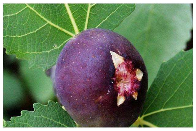 无花果种植技术和管理方法,无花果种植技术和管理