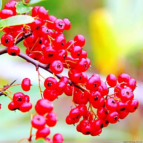 火棘树挂满果图,火棘花开