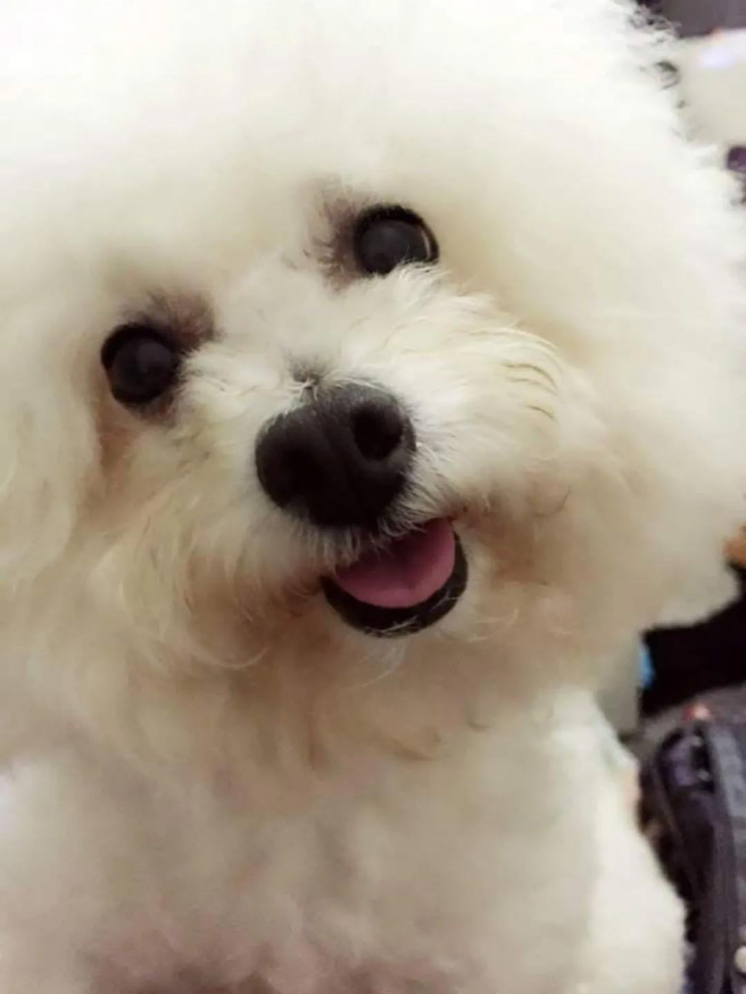 狗狗心脏病突发死亡需要多长时间,11岁的狗狗死了