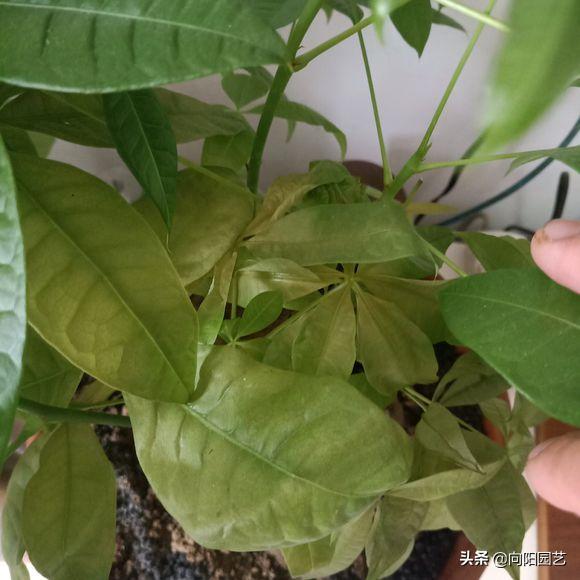 发财树叶子枯黄浇啤酒可以吗,发财树叶子枯黄喷洒啤酒加烟