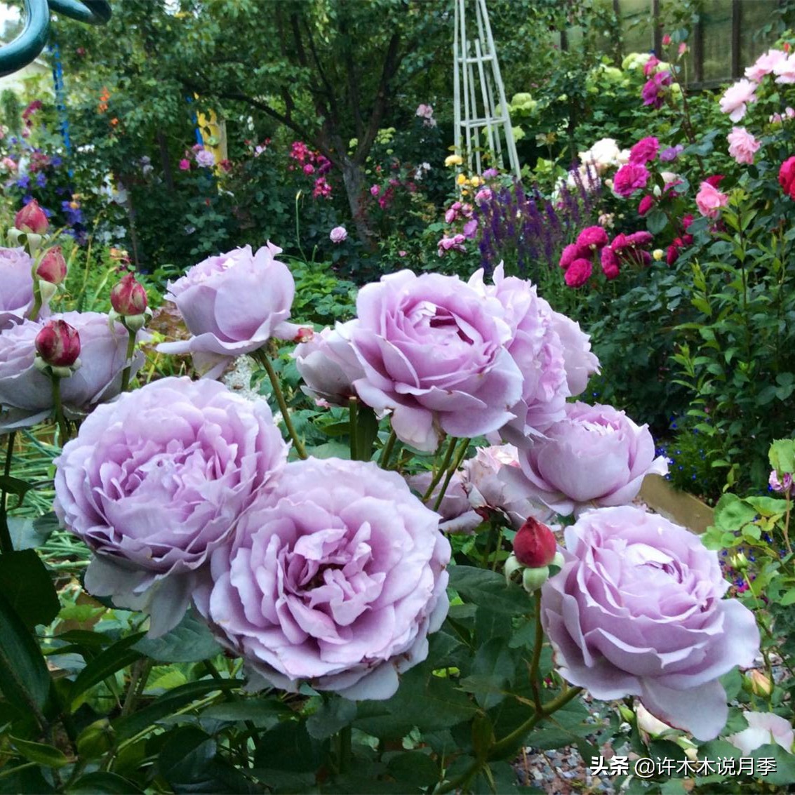 买月季还被骗？教你远离月季网购陷阱，辨别真伪拒绝蔷薇小白花