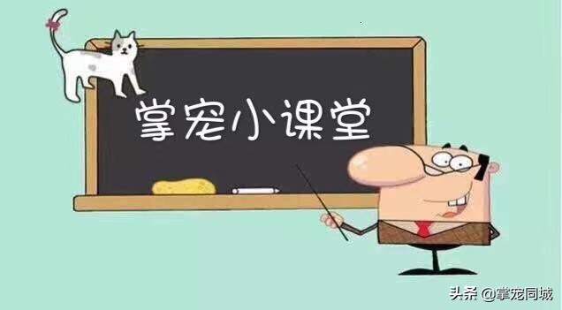 被宠物狗咬伤后的正确处理方法,狗咬伤处理指南