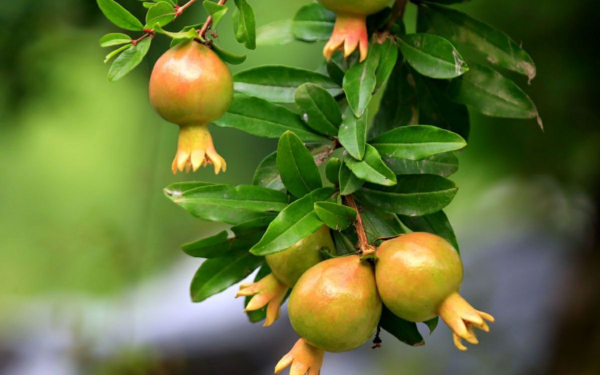 家门口种什么花果树好,家里种的水果树有哪些