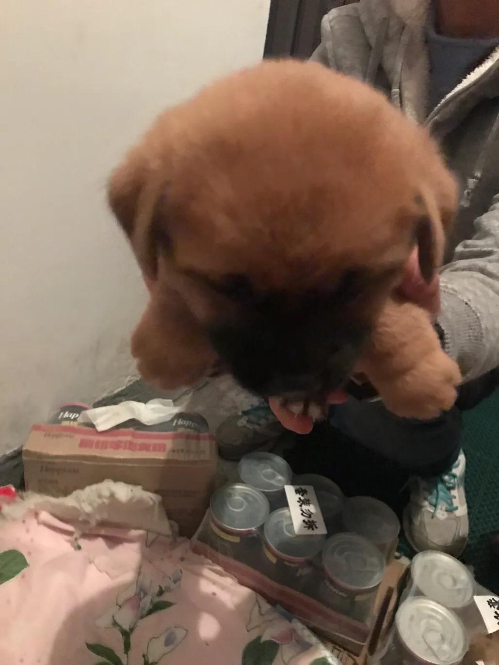 小黄是只流浪狗5之小狗仔们都找到新家啦