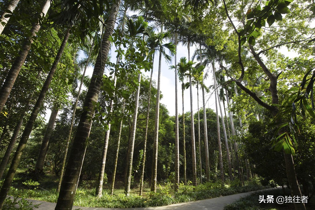 热带植物的百科全书，匪夷所思的植物王国，兴隆热带植物园