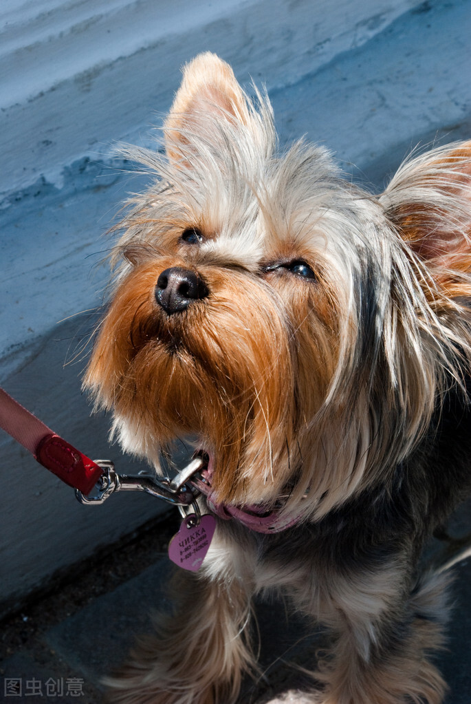 约克夏有没有繁育价值,3分钟热度的人适合养约克夏吗