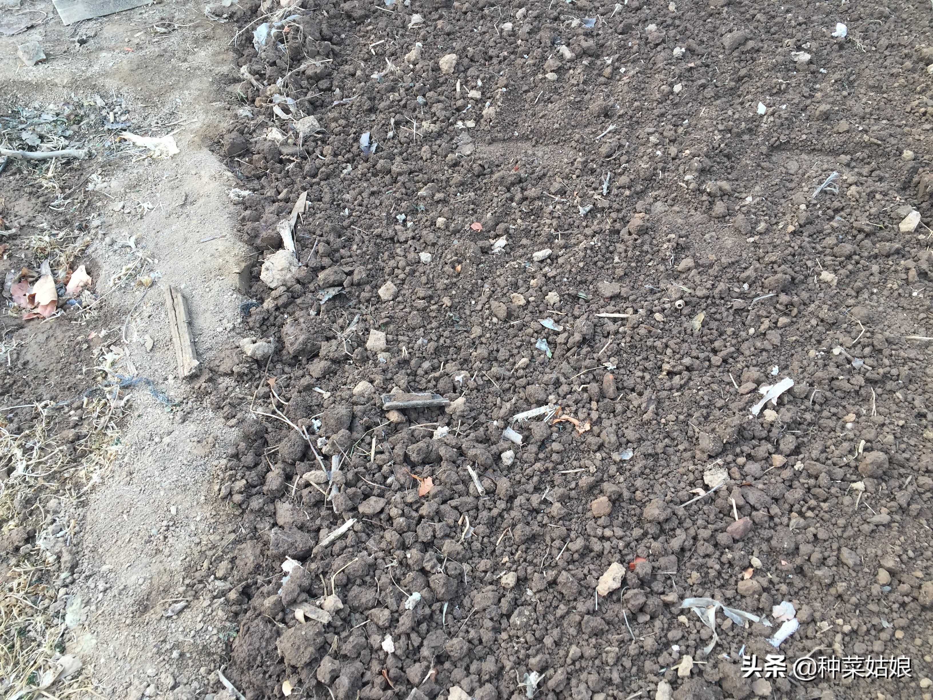 种植蔬菜枯萎了怎么补救,种植蔬菜烂根烂叶怎么回事