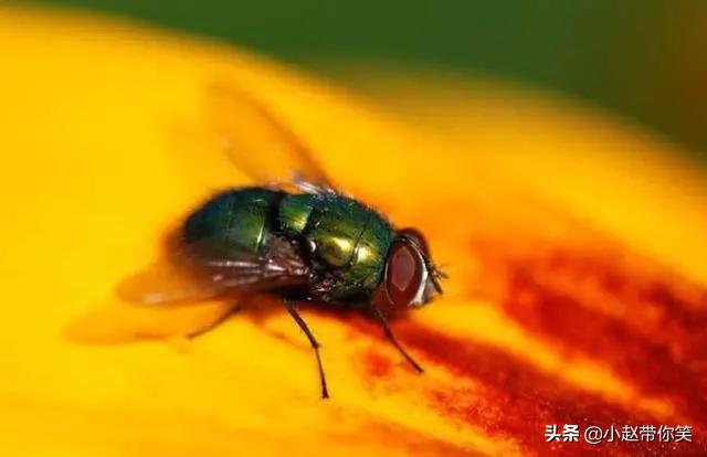 家里有苍蝇但是没有苍蝇药怎么办,家里有苍蝇逮不到咋办