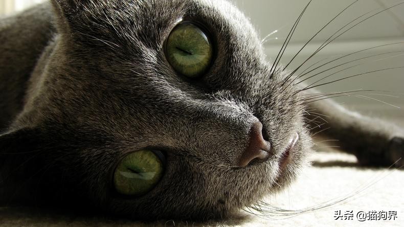 第一次养猫需要准备些什么幼猫,新生幼猫怎么养活