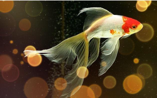 宠物金鱼最好养十大排名,宠物金鱼种类及图片大全大图