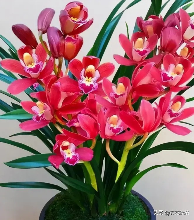 兰花的分类与品种如何鉴别,兰花品种哪种兰最贵最好养