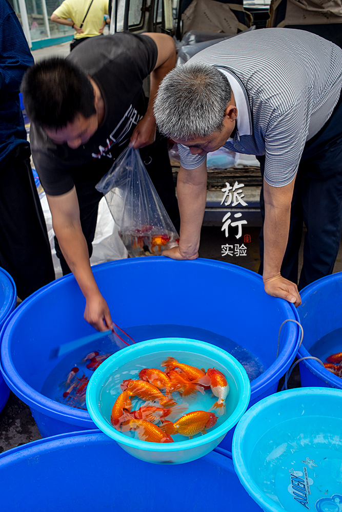 一周一次的宠物市场,天津适合带宠物去游玩的地方