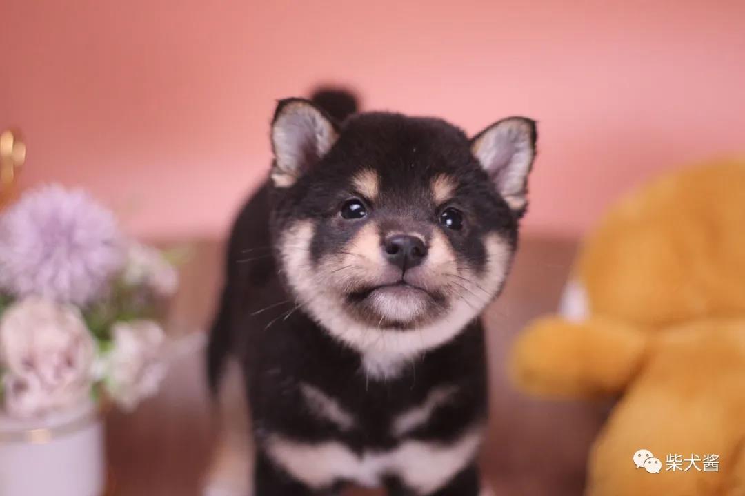 想买一只公柴犬怎么选,想买一只柴犬幼崽