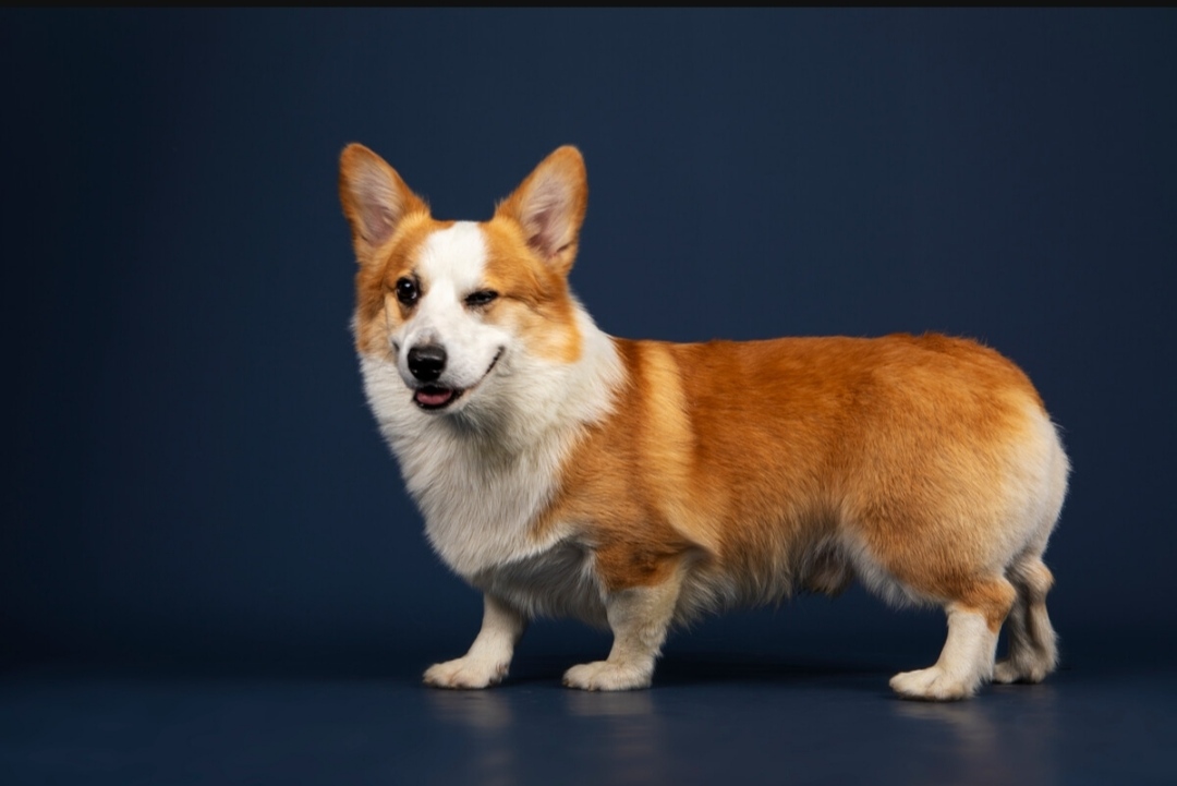 关于饲养宠物你有什么建议,饲养宠物指南