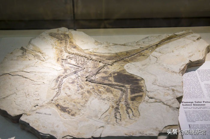 走进恐龙博物馆,恐龙博物馆大探秘