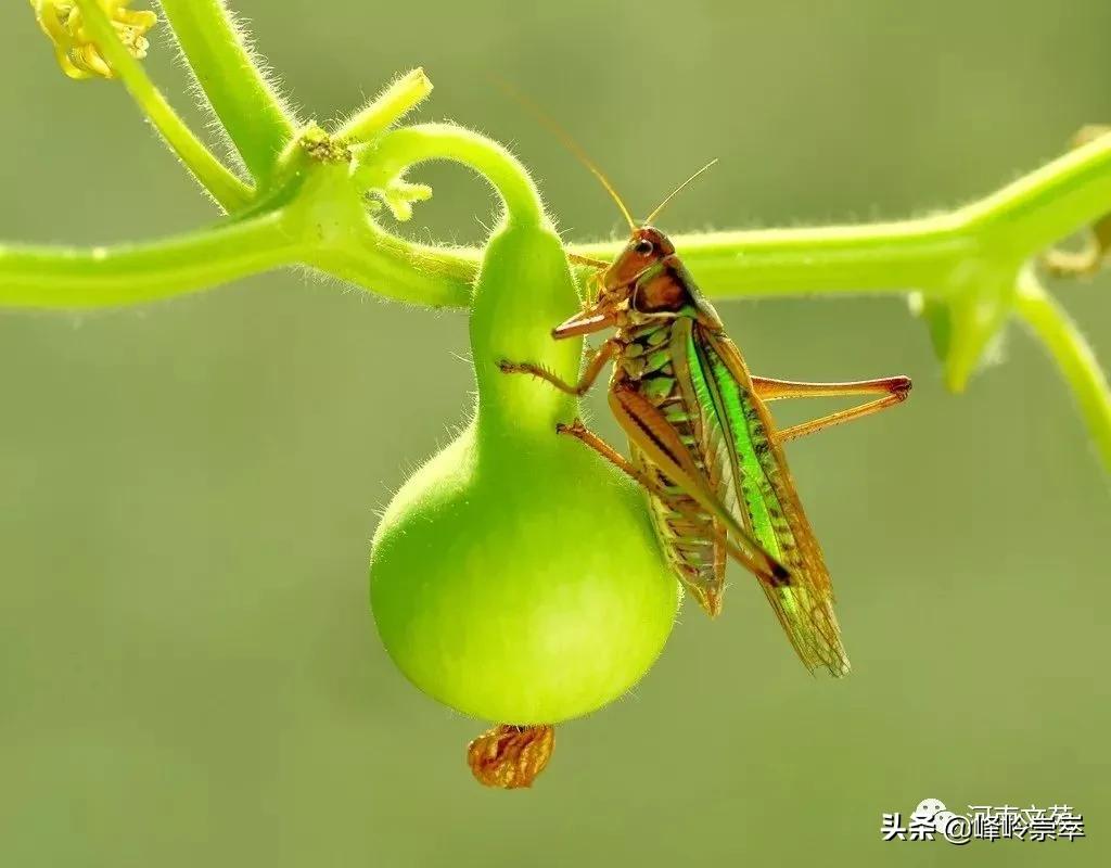 《蚰子》作者：赵中岳