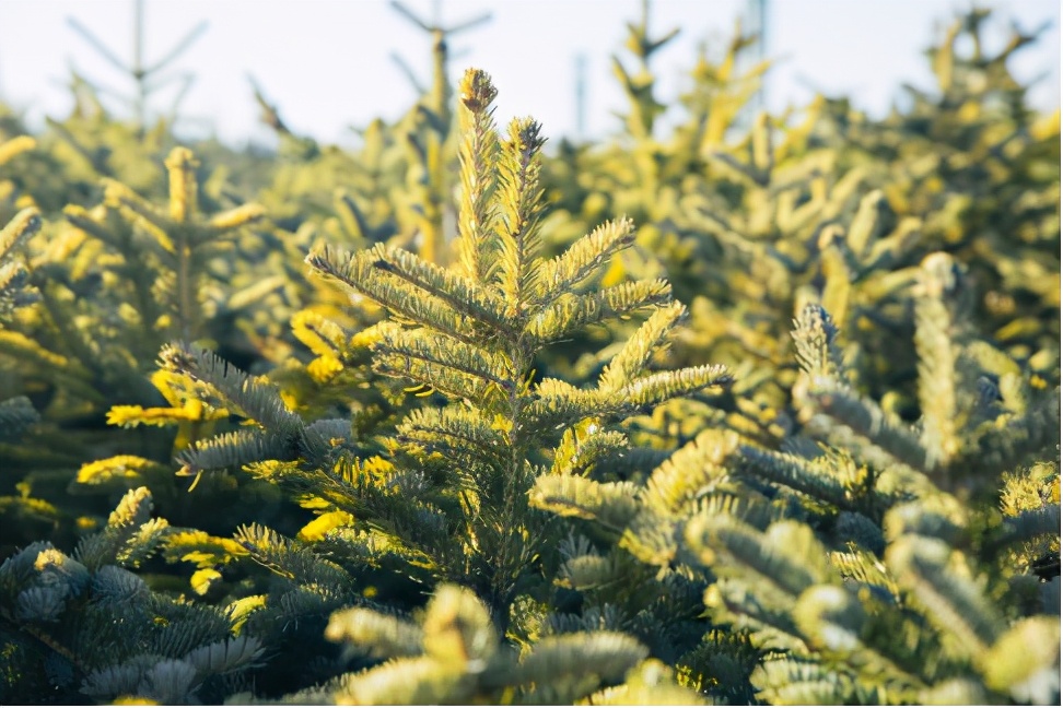 盘一盘树木在营养健康方面为人类做出的贡献