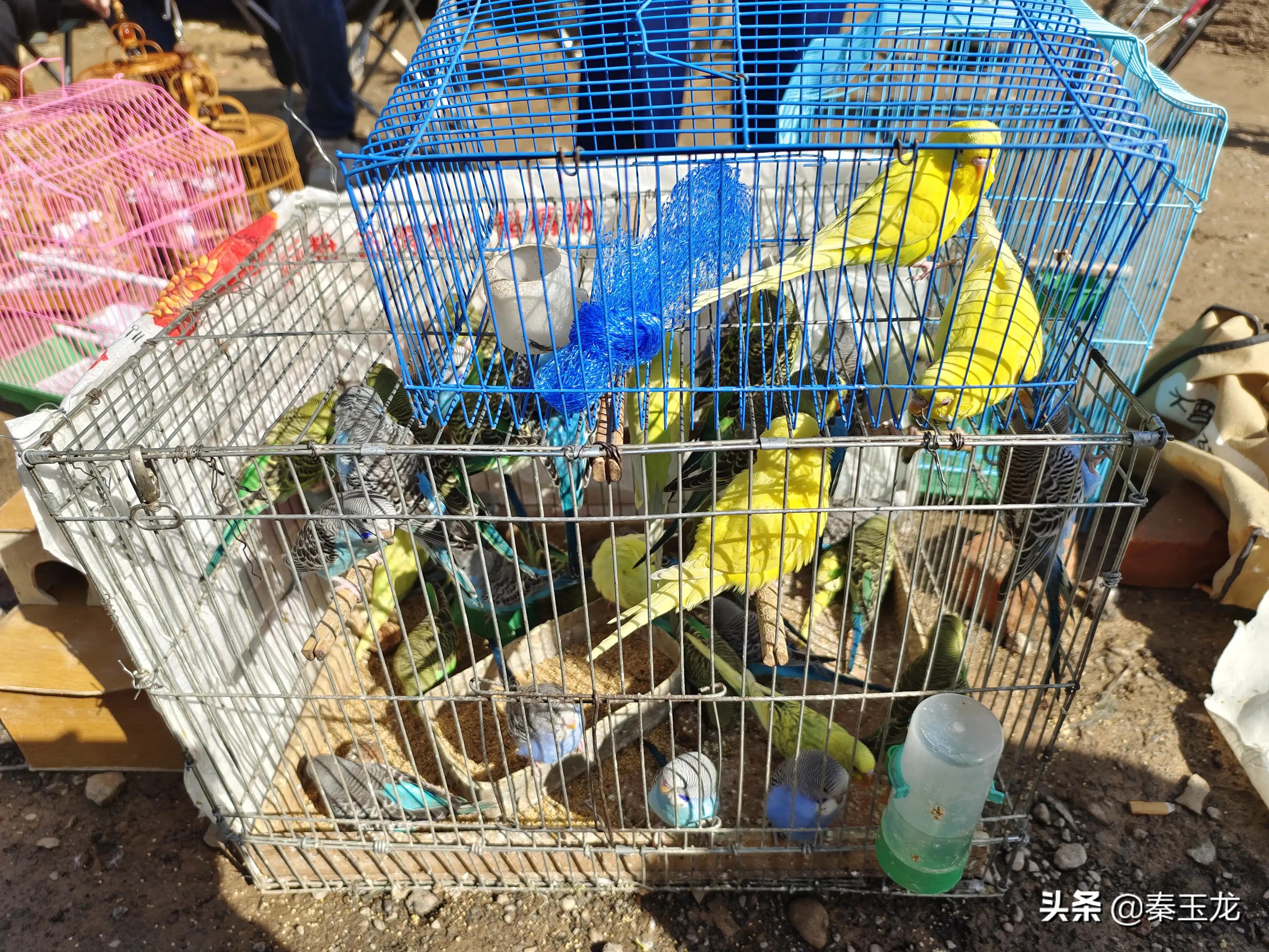 狗市，市井文化的洼地