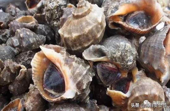 102种海鲜,营养丰富的海鲜有哪些品种